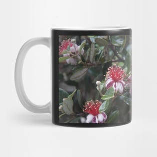 Feijoa - Magpie Springs - Adelaide Hills - Fleurieu Peninsula by South Australian artist Avril Thomas Mug